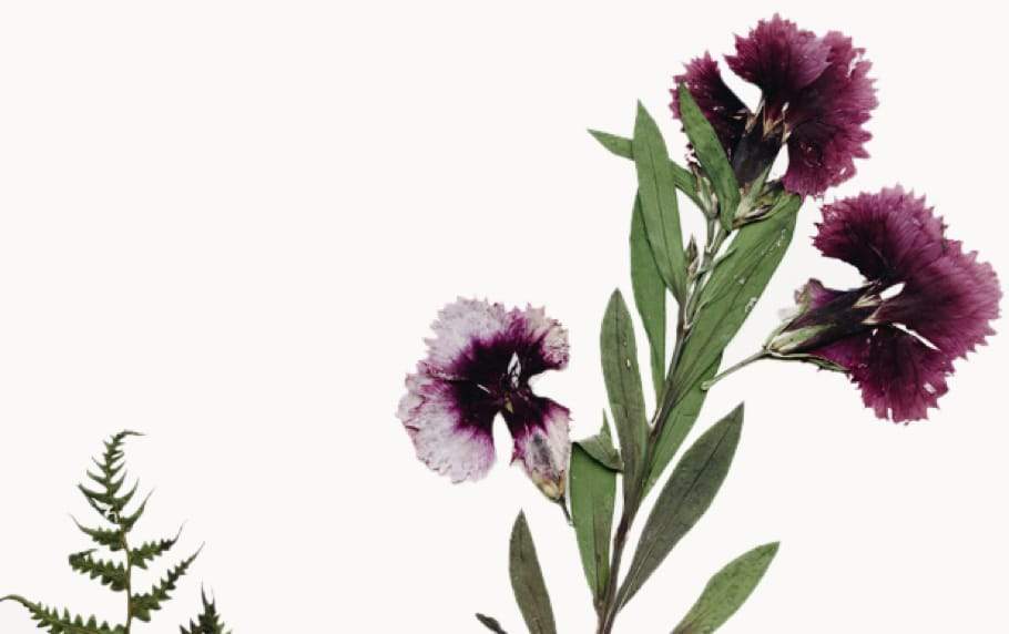 Wildcrafted Radiance for Timeless Beauty
